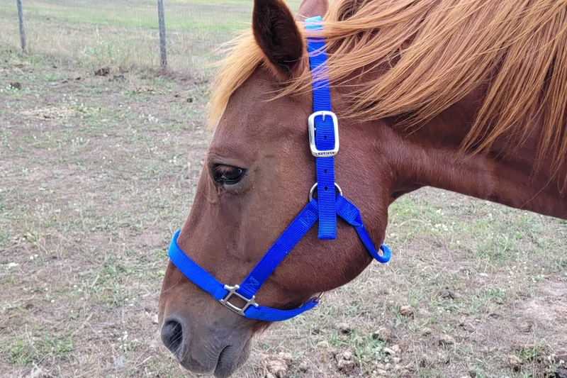Flat Horse Halter for Trail Riding & Packing – Blue Creek Outfitting